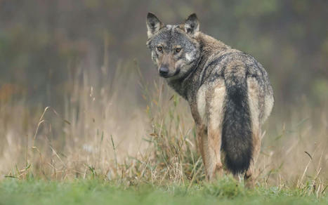 Les activités humaines façonnent le comportement des animaux sauvages | Biodiversité | Scoop.it