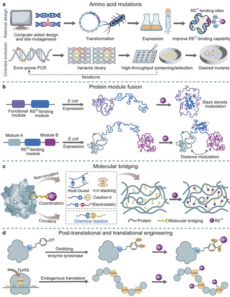 Harnessing Rare Earth Elements in Proteins and Functional Materials for Advanced Optical, Magnetic, and Mechanical Applications | advS | RMH | Scoop.it