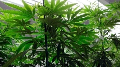 Medical marijuana not for people with rheumatic conditions: study | Beckley News : Cannabis - Marijuana | Scoop.it