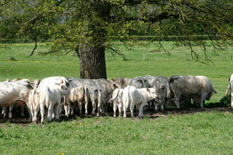 Première approche de la nouvelle PAC sur des cas-types bovins viande | Economie de l'Elevage | Scoop.it