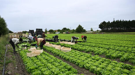 L&rsquo;agriculture va avoir besoin de&nbsp;(beaucoup) de bras&nbsp;en Pays de la Loire : voici dans quel type de fermes - Ouest France [Abonn&eacute;s] | Agriculture en Pays de la Loire | Scoop.it