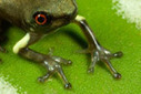 High-living frogs hurt by remote oil roads in the Amazon | RAINFOREST EXPLORER | Scoop.it
