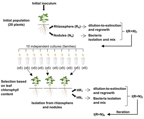 A synthetic microbial community for soybean biofertilization designed via chlorophyll-based iterative selection | aem | RMH | Scoop.it