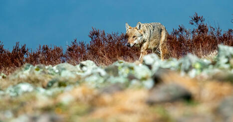 Loup : les États membres de l'UE s'accordent sur l'assouplissement de sa protection | Biodiversité | Scoop.it