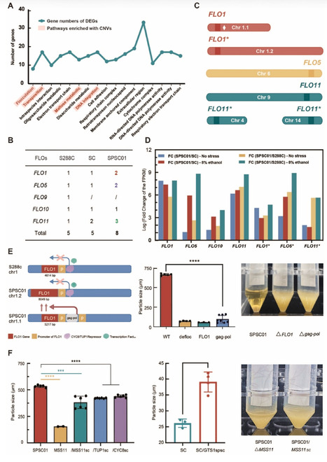 Omics analyses decoding mechanisms underlying the self-flocculating phenotype of yeast cells and stress tolerance for robust production | meg | RMH | Scoop.it