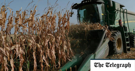 FOOD SECURITY: The world is precariously dependent on just a handful of staple food crops | ALIMENTATIONS | Scoop.it