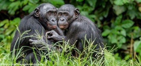 Peu connu du grand public, le bonobo pourrait s'éteindre bientôt | Agir pour la biodiversité ! | Scoop.it