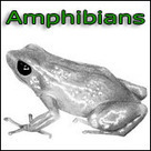 Wild Animals Online - An online encyclopedia of wild animals - facts, photos, pictures, information | 1Uutiset - Lukemisen tähden | Scoop.it
