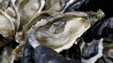 Les huîtres victimes d'une nouvelle hécatombe | Zones humides - Ramsar - Océans | Scoop.it