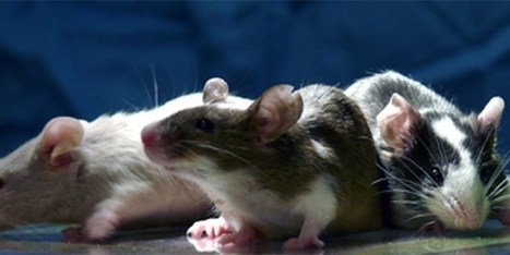 Une anomalie des cellules ciliées auditives expliquerait une surdité dans le bruit | Revue de presse Implant Cochléaire | Scoop.it