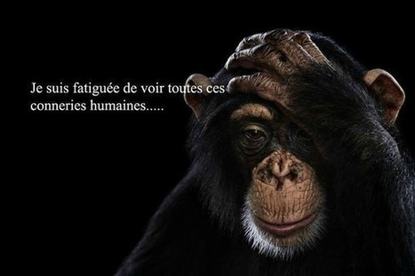 Photo sur la connerie humaine | Citations Prove...