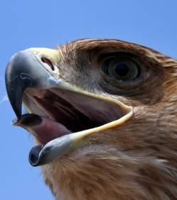 La réintroduction d’espèces éteintes, une menace pour la biodiversité | Planète DDurable | Scoop.it