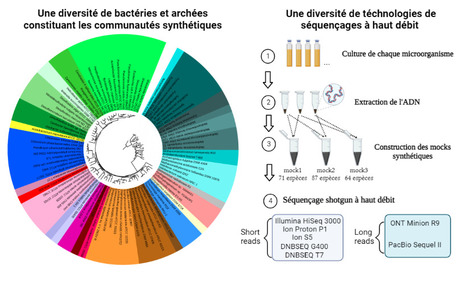Evaluation des technologies de séquençage haut débit via la construction de communautés microbiennes synthétiques complexes | Life Sciences Université Paris-Saclay | Scoop.it