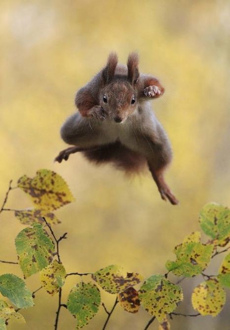 A cheeky hamster and a dancing lemur - it's the Comedy Wildlife Awards | No Such Thing As The News | Scoop.it