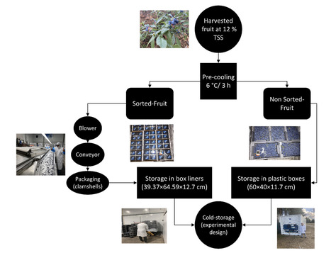 Original Paper in Future Foods • Duarte Sierra Lab 2023 • Extending the postharvest life of wild blueberries with proprietary plastic pallet covers | Originals | Scoop.it