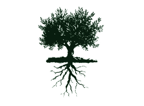 Olive Council Advances Plan to Bring Olive Grove Carbon Credits to European Market | OLIVE NEWS | Scoop.it