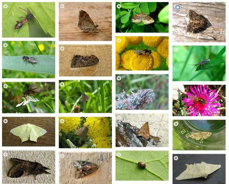 L'application "INPN Esp&egrave;ces" f&ecirc;te ses 1 an ! | Insect Archive | Scoop.it