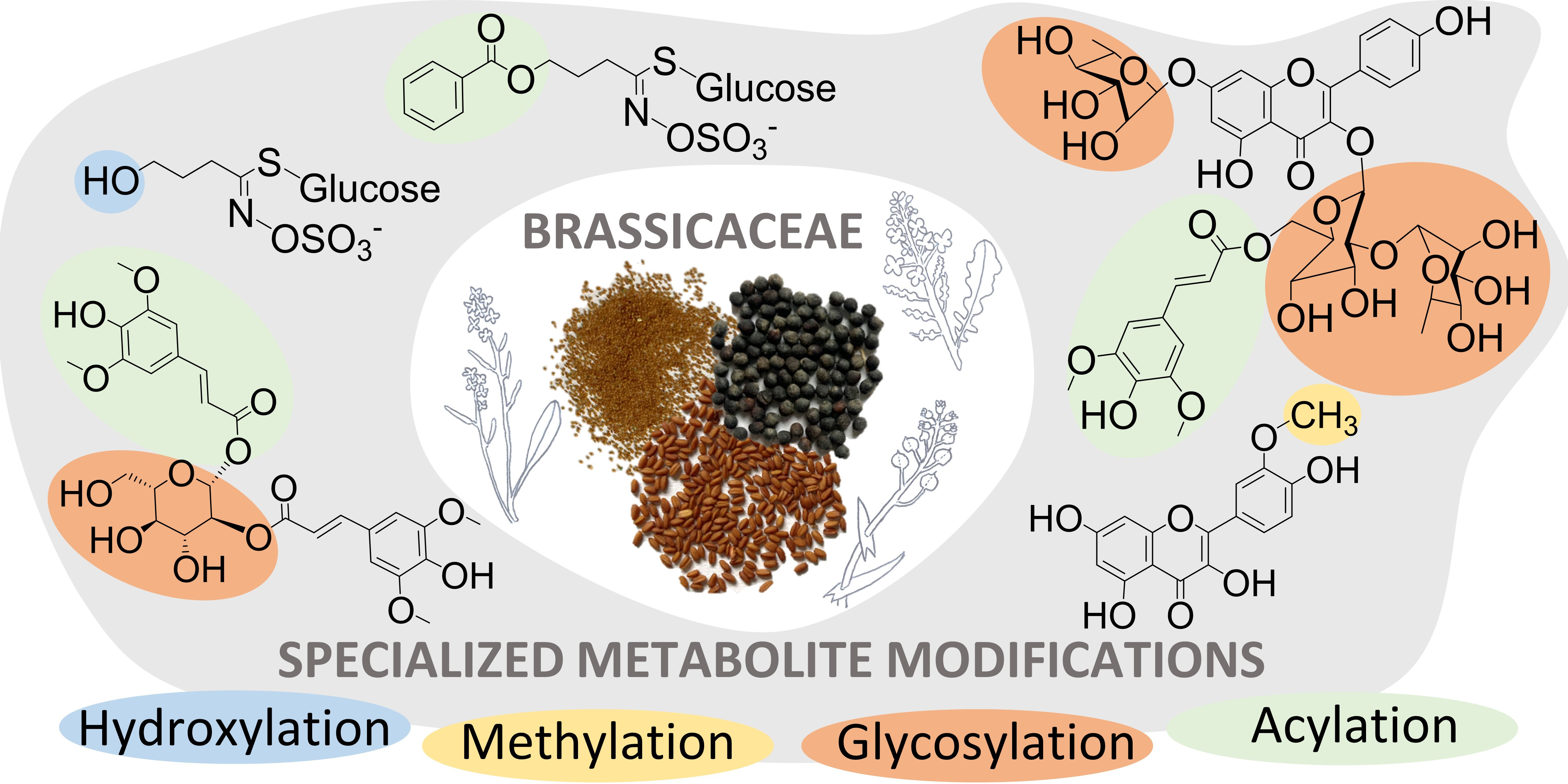 Les modifications des métabolites sp&eac...