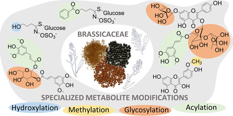 Les modifications des métabolites spécialisés chez les graines et plantes des Brassicacées : diversité, fonctions et enzymes associées | Life Sciences Université Paris-Saclay | Scoop.it