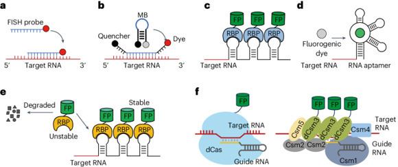 Live-cell imaging of RNA dynamics using bright ...