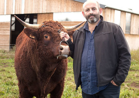 Viande bovine : “L’enfumage, c’est fini !” | Actualité Bétail | Scoop.it