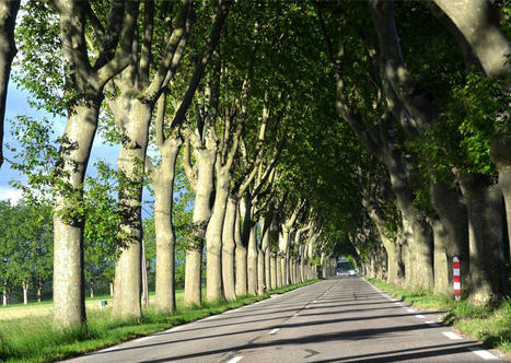 Protection des alignements d’arbres le long des voies : une procédure recentrée sur les préfets | Banque des territoires | La SELECTION du Web | CAUE des Vosges - www.caue88.com | Scoop.it