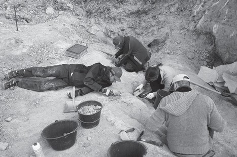Le gisement oligocène de Murs (Vaucluse), une histoire centenaire culminant sur des fouilles prometteuses | Insect Archive | Scoop.it