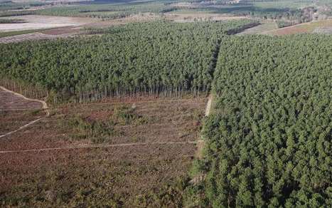 Gestion du bois dans les Landes : "Nous sommes des professionnels responsables"  | Landes | Scoop.it
