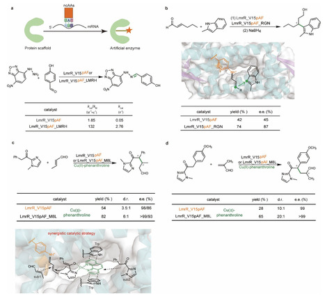 Design of novel enzymes with the incorporation of noncanonical amino acids | crb | RMH | Scoop.it