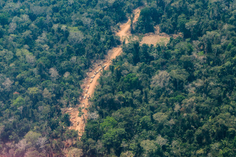 Cinco países de Latinoamérica en el ‘top ten’ de bosques primarios más deforestados en 2019 | | Sur terre ...Latam sostenibilidad | Scoop.it