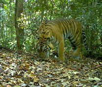 Camera Traps Emerge as Key Tool in Wildlife Research by Jeremy Hance: Yale Environment 360 | Capstone: An ESRM Coda | Scoop.it