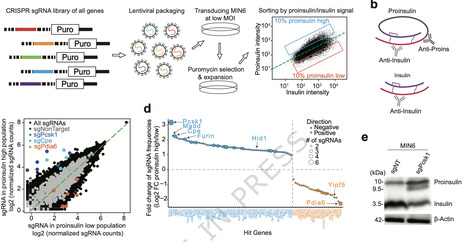 Engineering a compact high-fidelity Staphylococcus aureus Cas9 variant with broader targeting range and mechanistic insights into its activation | Ncm | RMH | Scoop.it