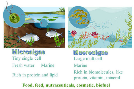 Algae Protein Creates Sustainable Alternatives for Various Food Matrices: From Function to Nutrition | AGROALIMENTAIRE | Scoop.it