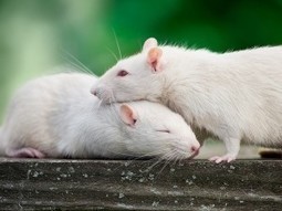 Empathy in Rats - Animal Cognition | Empathy and Animals | Scoop.it