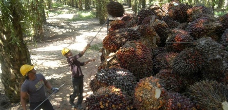 Opinion "Voilà pourquoi il ne faut pas taxer l'huile de palme"  | Biodiversité | Scoop.it
