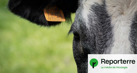 Bœufs, chèvres... L’Europe autorise l’abattage à la ferme | Paysage - Agriculture | Scoop.it