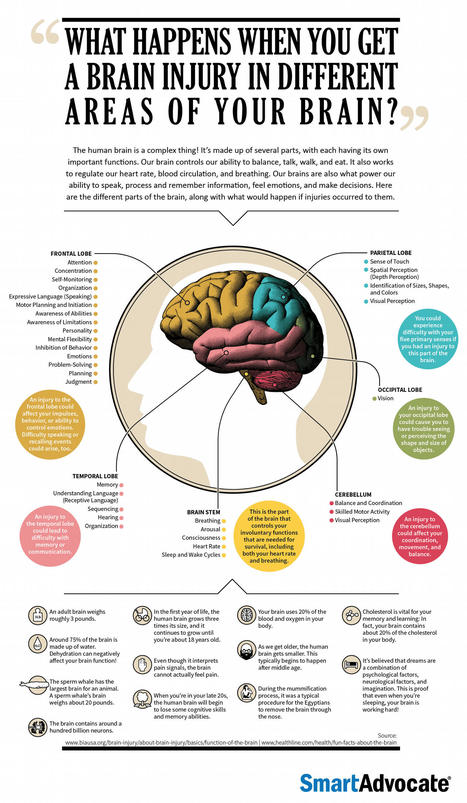 What Happens When You Injure Your Brain? [Infographic] | Daily Infographic | Things and Stuff | Scoop.it