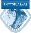 Database: Q-bank Phytoplasma | Plants and Microbes | Scoop.it