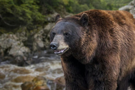 April et le dernier ours - association lire - site dédié à la