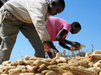 L’Afrique du Sud autorise la commercialisation d’une variété de maïs résistant à la sécheresse | Questions de développement ... | Scoop.it