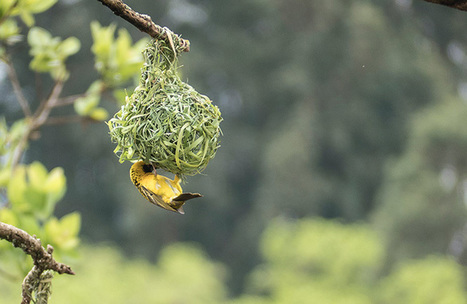 Un « filet de sécurité mondial » pour inverser la perte de biodiversité et stabiliser le climat de la Terre | Biodiversité | Scoop.it