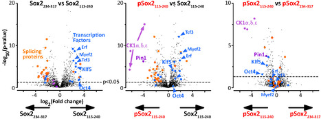 Les domaines de transactivation des facteurs de pluripotence Oct4, Sox2, Nanog et Esrrb : une première étape dans la compréhension de leur structure et de leur régulation par les phosphorylations | Life Sciences Université Paris-Saclay | Scoop.it