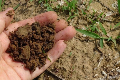 The role of agriculture in Portugal&rsquo;s circular economy - Ferrovial's blog | TheCircularEconomy.com | Scoop.it