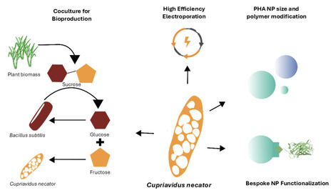 A Toolbox for Biomanufacturing of Functionalised PHA Nanoparticles with C. necator | brvbe | RMH | Scoop.it