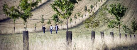 Diversification des cultures : une transition à penser à l’échelle des territoires | INRAE | TRANSITION AGROECOLOGIQUE : PRATIQUES ET POLITIQUES AGRICOLES | Scoop.it