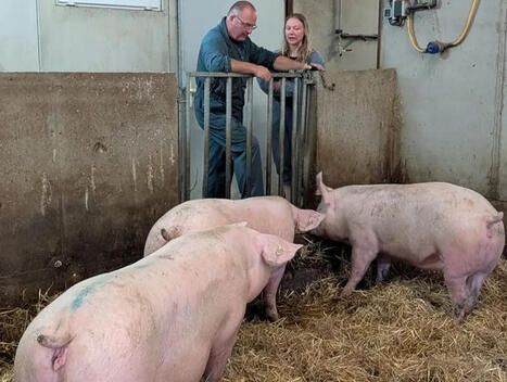 Bien-&ecirc;tre des porcs et de l&rsquo;&eacute;leveur&nbsp;: une approche dans le conseil au travers du concept de One Welfare | SCIENCES DE L' ANIMAL | Scoop.it