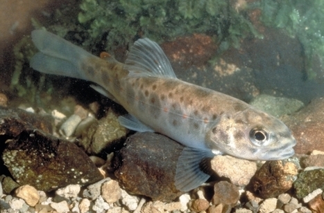 INRA - 24 ans de suivi de jeunes saumons atlantiques | Biodiversité | Scoop.it
