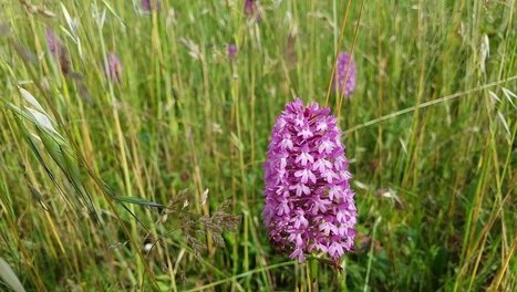 Villeneuve-sur-Lot. "Zoom sur les orchidées" et l'Atlas de biodiversité communale | Biodiversité | Scoop.it