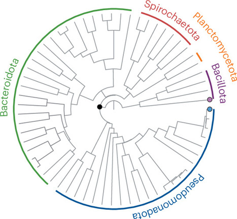 Ancient enzymes, new biotechnology applications | Nrmcb | RMH | Scoop.it