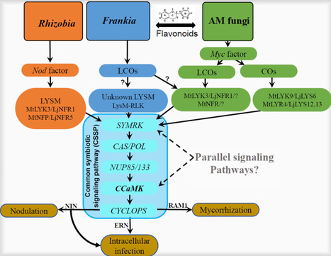 Revealing the Role of Actinorhizal Symbioses in Ecosystem Nitrogen Dynamics | pce | RMH | Scoop.it
